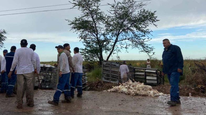 Se accidenta tráiler cargado de pollos