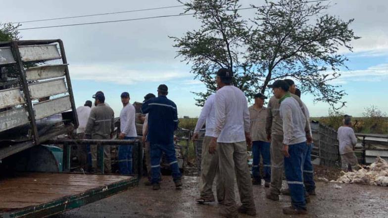 Se accidenta tráiler cargado de pollos