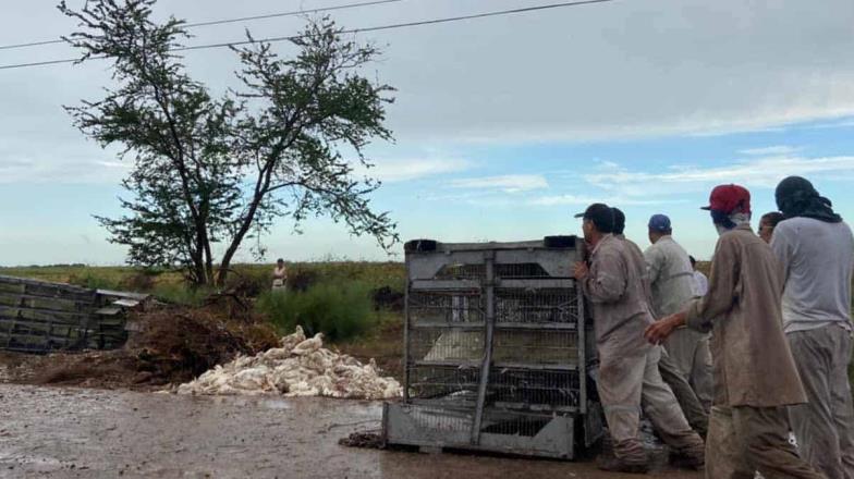 Se accidenta tráiler cargado de pollos