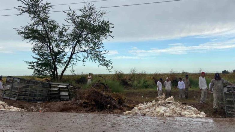 Se accidenta tráiler cargado de pollos