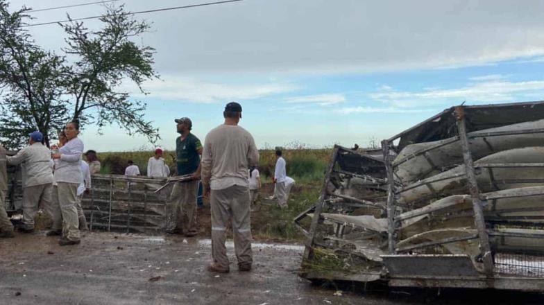 Se accidenta tráiler cargado de pollos