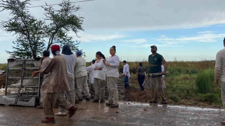 Se accidenta tráiler cargado de pollos