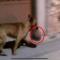 Video. Captan a perro llevando una cabeza humana