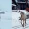 Enternece reacción de camello al ver la nieve por primera vez