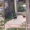 VIDEO. Captan a gatito persiguiendo a un cocodrilo por la calle